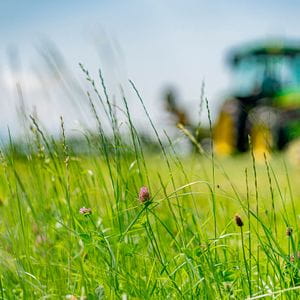 Samerberger Heno Bio Premium - 1er Corte