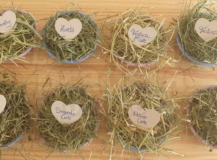 Cómo elegir el mejor tipo de heno para conejos o cobayas | La Pradera Online