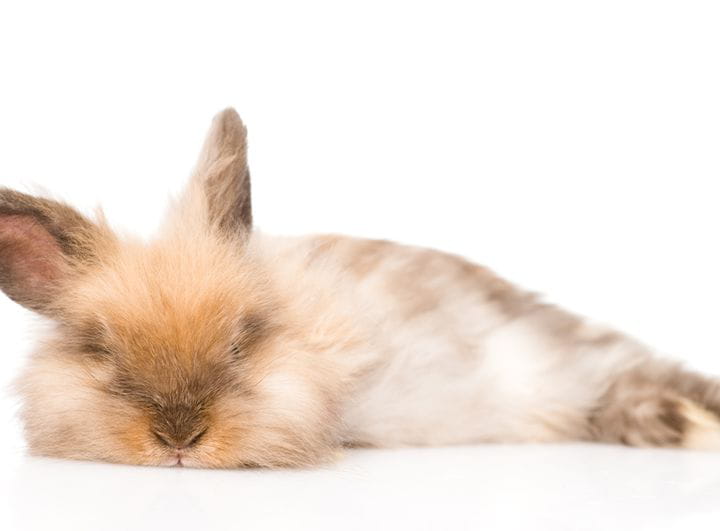 La dieta de los conejos en crecimiento: todo sobre su alimentación
