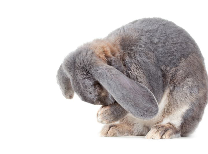 Cómo prevenir y combatir los golpes de calor en conejos