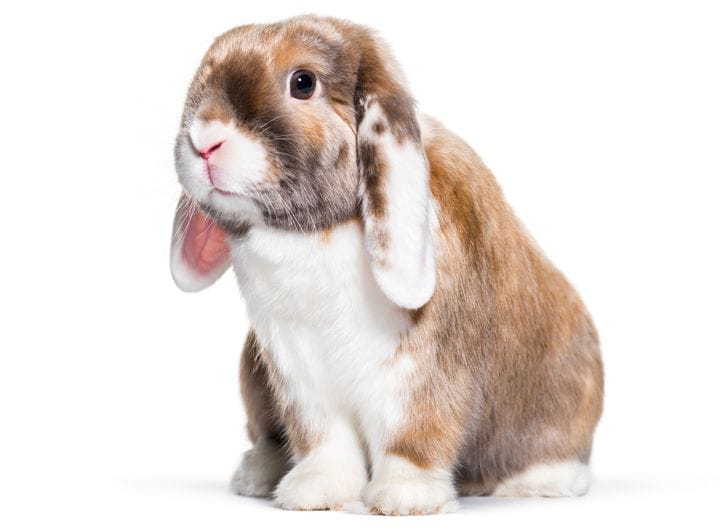 Problemas de comportamiento en conejos: causas y consecuencias