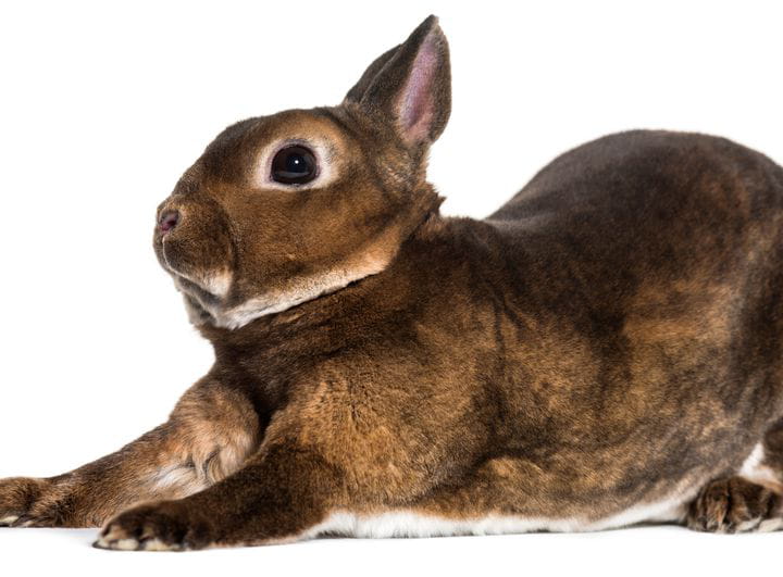 Cómo actuar en situaciones de emergencia con tu conejo o cobaya hasta su atención veterinaria