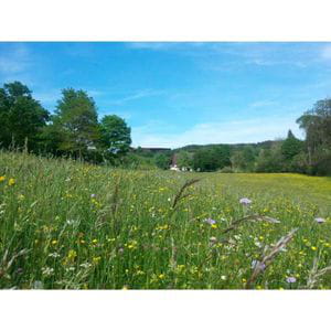 Segundo Corte Zollernalb-Heno de Montaña con Hierbas