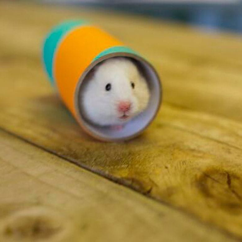 Chew Tube