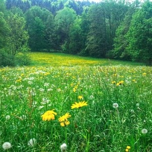 Mezcla de Cortes Zollernalb-Heno de Montaña con Hierbas