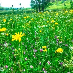 Mezcla de Cortes Zollernalb-Heno de Montaña con Hierbas