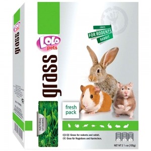 Hierba de cebada para cultivar - ICA