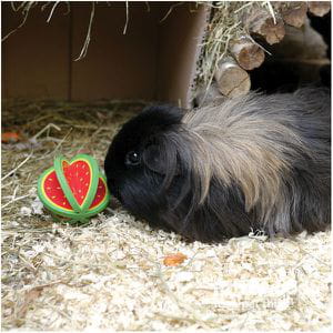 Frutas Rodantes - Sandía