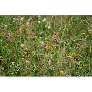 Heno Premium Alta Selva Negra 1,5Kg