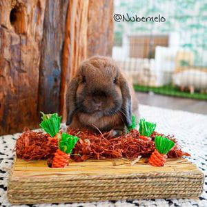 Huerto de Zanahorias