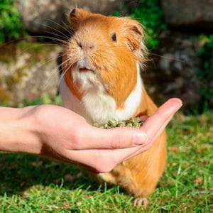 MaxiPellets - Heno Samerberger