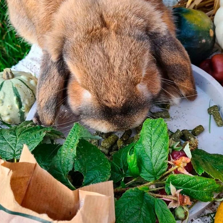 MaxiPellets - Heno Samerberger