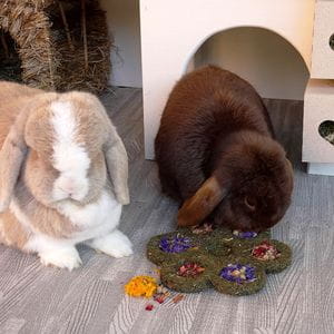 Flower 'n' Forage Blossom