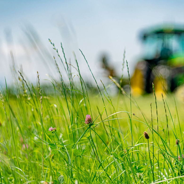 Samerberger Heno Bio Premium - 1er Corte