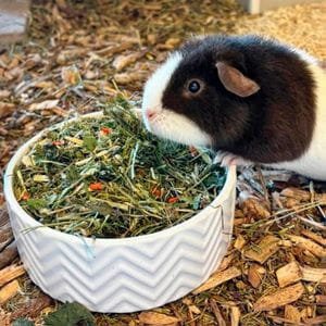 Lecho de suelo forestal 2,5Kg