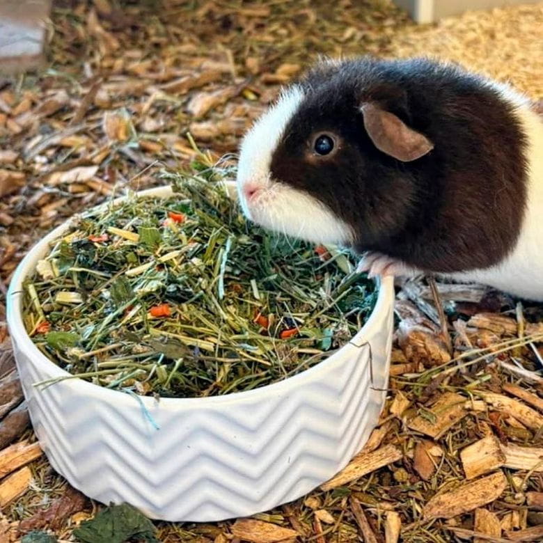 Lecho de suelo forestal 2,5Kg