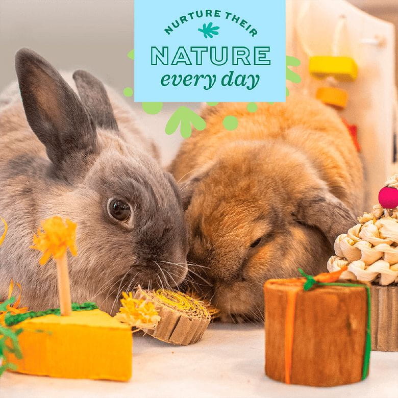 Oxbow Enriched Life- Birthday Party Pack