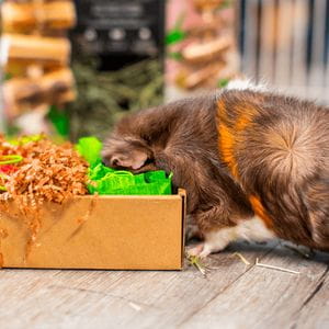 Oxbow Enriched Life - Garden Dig Box