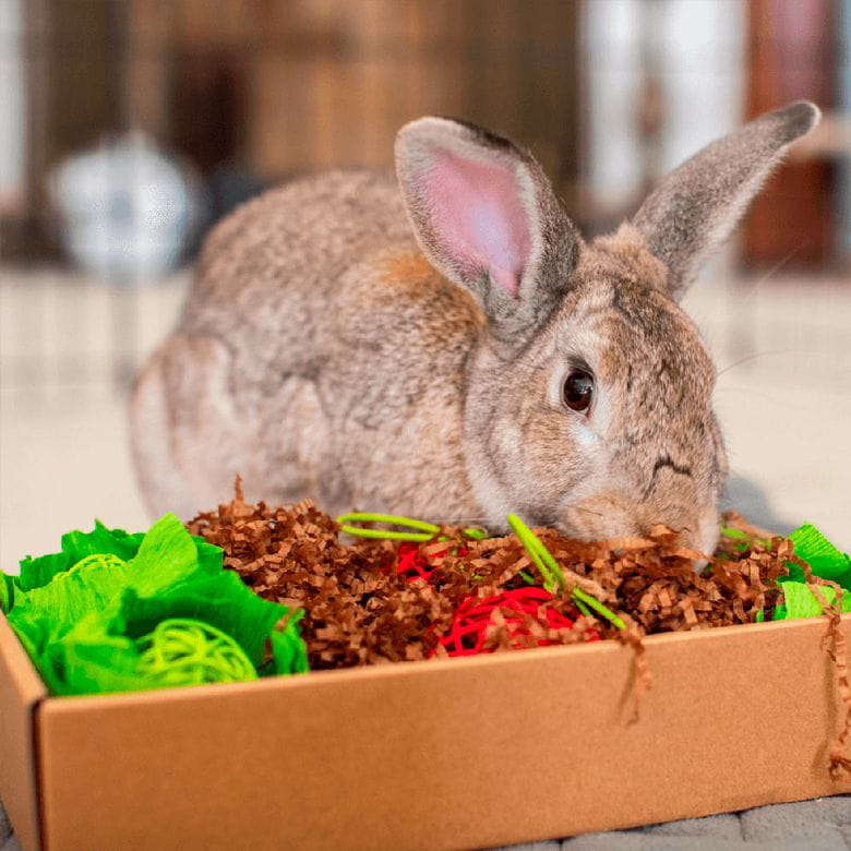 Oxbow Enriched Life - Garden Dig Box