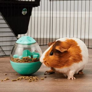 Oxbow Enriched Life - Wobble Teaser